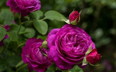 purple roses, bush, buds, purple flowers, roses