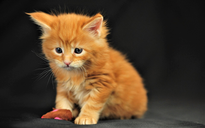 ginger kitten, cute animals, little ginger cat, pets, gray fabric