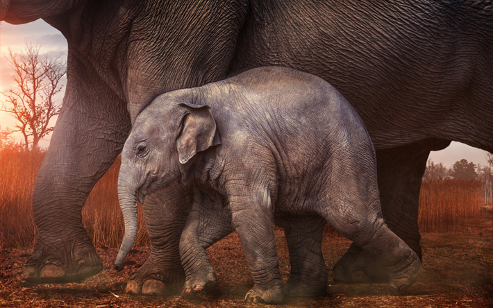 الفيلة الأفريقية, الأسرة, الأفريقية السهوب, أم شبل, صغير الفيل, سافانا, الحياة البرية, الفيلة, أفريقيا, Loxodonta africana