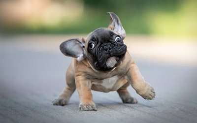 small french bulldog, funny animals, dogs, puppy, pets, funny dog, french bulldog, cute animals, bulldogs