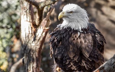 Bald eagle, wildlife, birds of prey, eagles, symbols of USA, North America nature