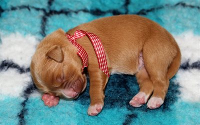 pequeno filhote de cachorro bonito, golden retriever, cachorro labrador, animais fofos, dormir pouco cachorro, c&#227;es