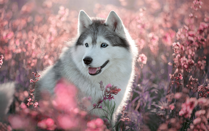 husky hund, fr&#252;hling, niedliche tiere, hund mit blauen augen, bokeh, nahaufnahme, haustiere, siberian husky, hunde, husky