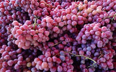 rosa druvor, 4k, frukt, druvsk&#246;rd, bakgrund med druvor, sommar, vindruvor, druvklase