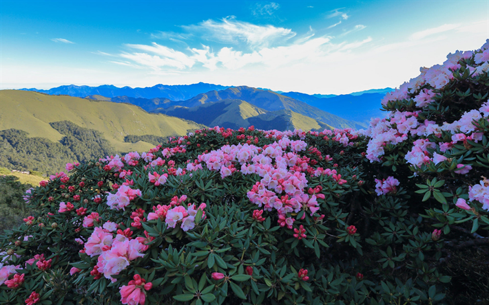 rhododendron, vaaleanpunaiset vuoristokukat, ilta, auringonlasku, vuoristomaisema, kukkia vuoristossa