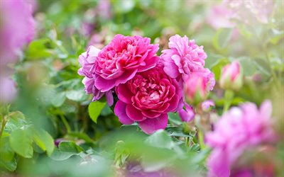 violetit ruusut, 4k, silmut, makro, bokeh, violetit kukat, ruusut, ep&#228;selv&#228;t taustat, kauniit kukat, taustat ruusuilla, violetit silmut