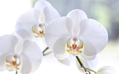 orqu&#237;deas brancas, close-up, lindas flores, arte floral, orqu&#237;deas, orchidaceae, plano de fundo com orqu&#237;deas
