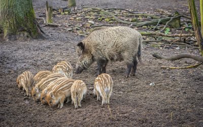 Wild pigs, wild boars, pigs, wildlife, forest