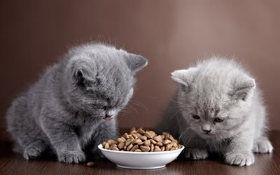 British Shorthair Cat, kittens, breakfast, domestic cat, cats, cute animals, British Shorthair