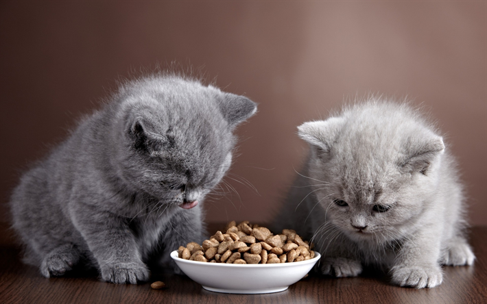 Gato British Shorthair, gatinhos, pequeno-almo&#231;o, o gato dom&#233;stico, gatos, animais fofos, British Shorthair