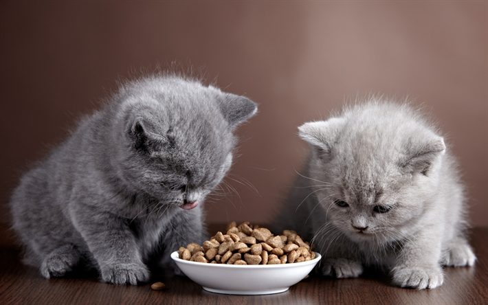 イギリスShorthair猫, 子猫, 朝食, 国内猫, 猫, かわいい動物たち, イギリスShorthair