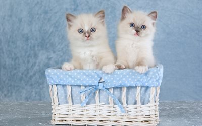 Siamese kittens, cute little cats, little animals, kittens in the basket, fluffy cats