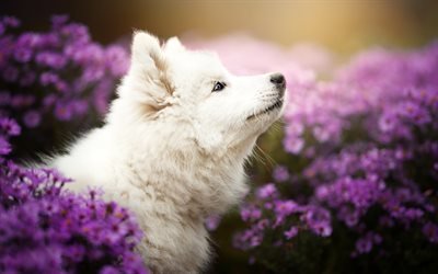 Samoyed, lavender, white dog, bokeh, cute animals, furry dog, dogs, pets, Samoyed Dog