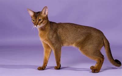 Abyssinian cat, brown cat, Domestic short-haired cat, ancient breeds of cats