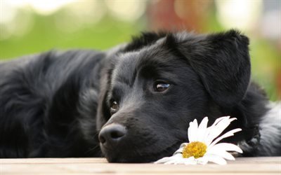Black labrador, chamomile, black retriever, cute animals, dogs, pets, labradors, black dog