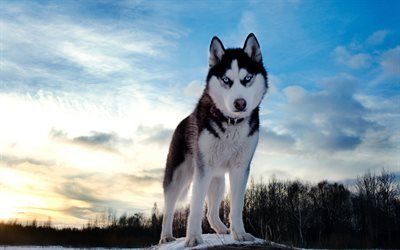 husky, small puppy, dog with blue eyes, small dog