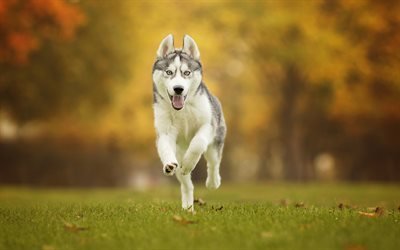 Husky, running dog, pets, forest, lawn, cute animals, Siberian Husky, dogs, Siberian Husky Dog