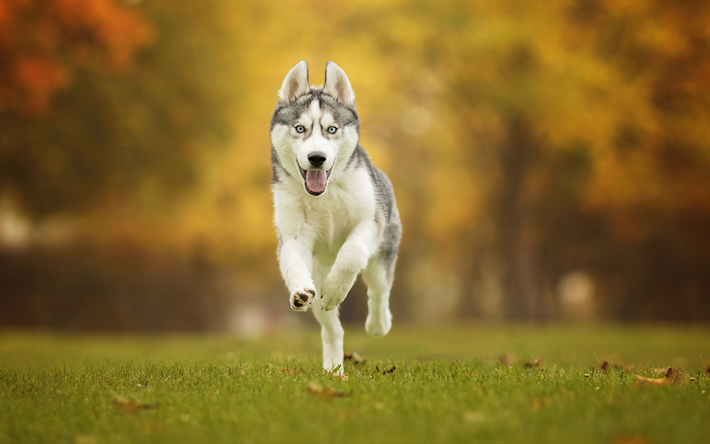 Husky, chien qui court, les animaux, la for&#234;t, pelouse, des animaux mignons, Siberian Husky, chiens, Chien Husky Sib&#233;rien
