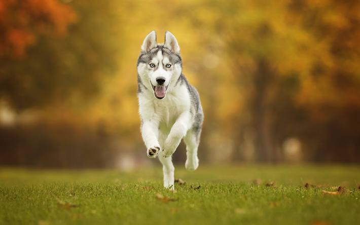 ハスキー, 走犬, ペット, 森林, 芝生, かわいい動物たち, シベリアンハスキー, 犬, シベリアンハスキー犬