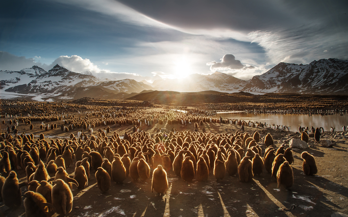 King penguins, 4k, wildlife, Penguins, Atlantic Ocean, South Sandwich Islands, Aptenodytes patagonicus