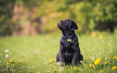 Labrador Retriever, black puppy, cute little dog, pets, green grass, small retriever