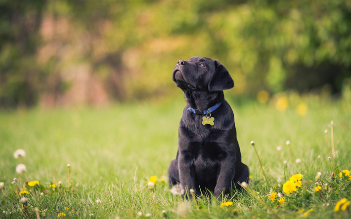 Labrador Retriever, cachorro preto, c&#227;o pequeno bonito, animais de estima&#231;&#227;o, grama verde, pequeno retriever