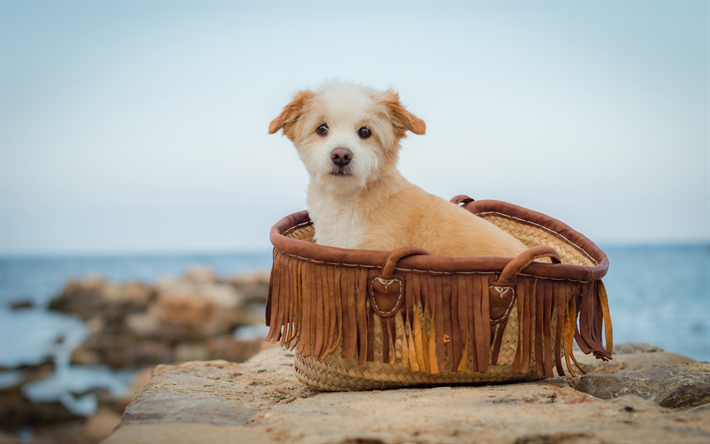 ノーフォークのインテリア犬, バスケット, 面白い犬, ペット, 犬, ノーフォークのインテリア