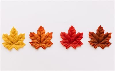 different autumn leaves, maple leaves, autumn colors, leaves on white background, autumn concepts