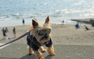 Yorkshire terrier, funny animals, stylish dog, decorative breeds of dogs, cute animals