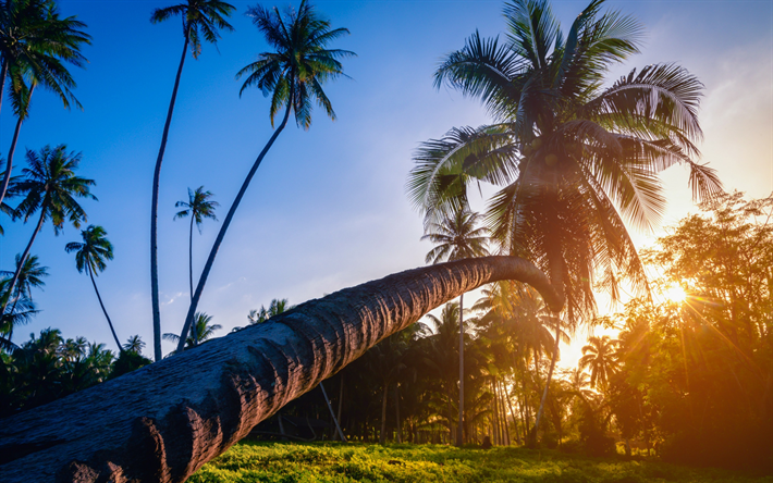stor palm, kv&#228;ll, sunset, solen, tropiska &#246;n, djungel