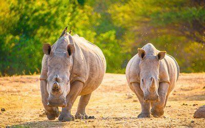 White rhinoceros, Africa, sunset, wildlife, wild animals, rhinoceroses