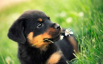 Rottweiler, 4k, lawn, close-up, pets, puppy, small rottweiler, dogs, cute animals, Rottweiler Dog