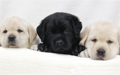 Labrador retriever puppies, white and black puppy, cute little dogs, pets