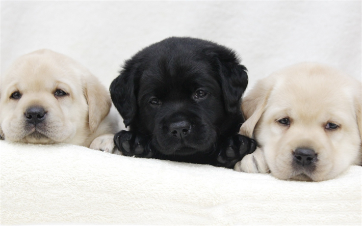Filhotes de Labrador retriever, branco e preto filhote de cachorro, bonitinho c&#227;es, animais de estima&#231;&#227;o