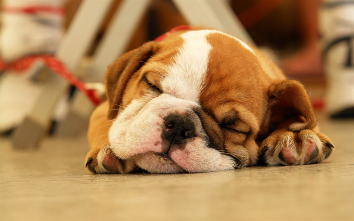 English Bulldog, sleeping dog, cute animals, pets, close-up, English Bulldog Dogs, funny dog
