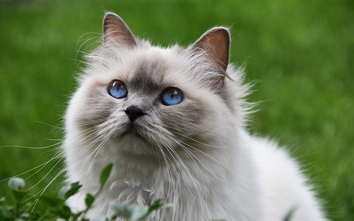 Ragdoll, big fluffy gray cat, cute animals, pets, cat with blue eyes