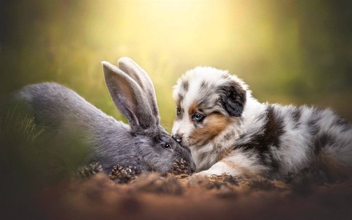 Aussie, rabbit, Australian Shepherd, friendship, dogs, Australian Shepherd Dog, pets, friends, Aussie Dog