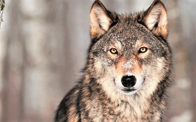 lobo, predador, inverno, animais da floresta, lobos, lobo olhos