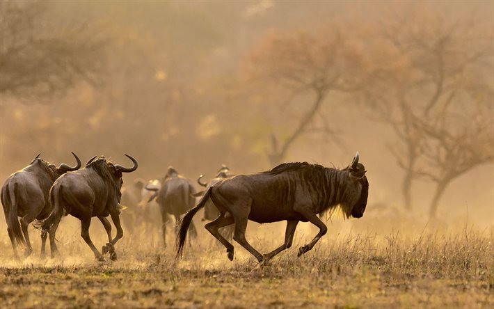 Gnu, gnu, antiloper, kv&#228;ll, sunset, savannah, Tanzania, Afrika