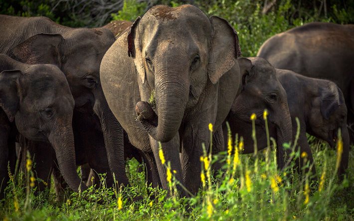 Asian elephant, wildlife, elephant family, wild animals, Sri Lanka, elephants, Asiatic elephant