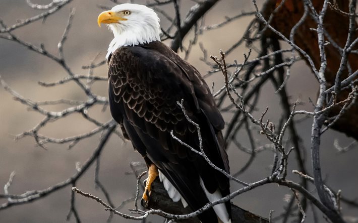 Bald Eagle, USA, eagle on branch, bird of prey, wildlife, North America