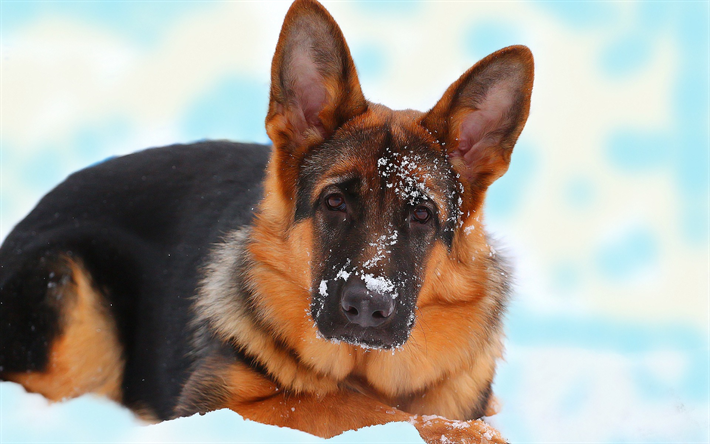 German Shepherd Dog, snow, winter, hunting dog, dogs