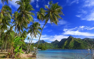 Moorea Island, Ocean, beach, tropical islands, palm trees, French Polynesia, Taahiamanu Beach