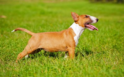 4k, Bull Terrier, gramado, cachorros, filhote de cachorro, animais de estima&#231;&#227;o, Bull Terrier C&#227;o, brown Bull Terrier