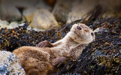 otter, river, laziness concepts, relaxation, wildlife, Scotland
