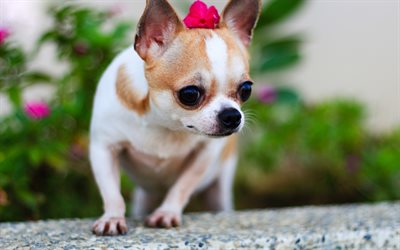 Chihuahua, fleurs, chiens, chihuahua, close-up, des animaux mignons, des animaux de compagnie, Chien Chihuahua