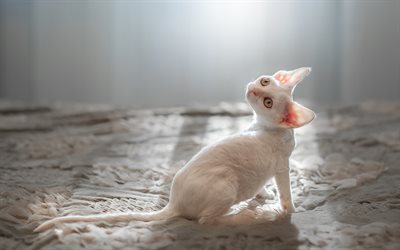 Cornish Rex, white short-haired cat, pets, cute animals, cat in bed, breed of domestic cats