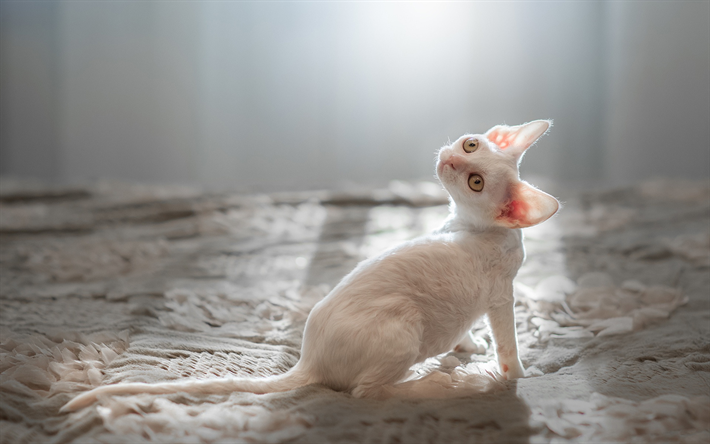 Cornish Rex, blanco de pelo corto gato, mascotas, animales lindos, gato en la cama, de la raza de gatos dom&#233;sticos
