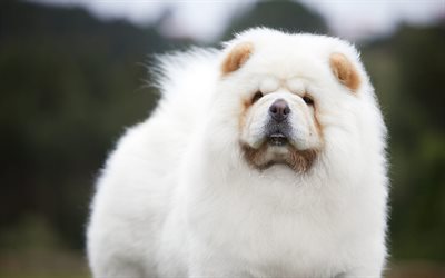 chow-chow, white fluffy dog, cute animals, dogs, funny dog