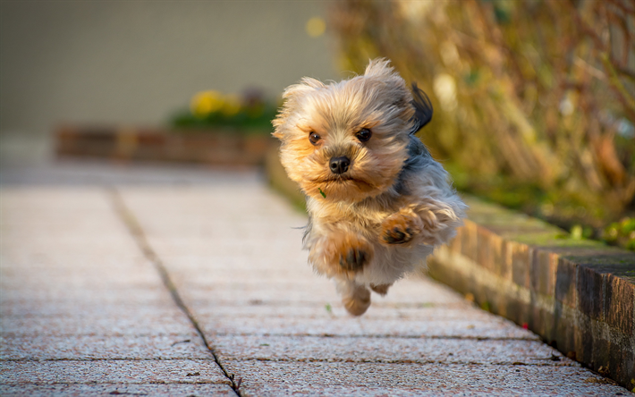 Yorkshire Terrier, running dog, cute dog, Yorkie, close-up, fluffy dog, dogs, cute animals, pets, Yorkshire Terrier Dog